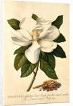 Magnolia Grandiflora by Georg Dionysus Ehret