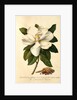 Magnolia Grandiflora by Georg Dionysus Ehret