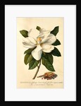 Magnolia Grandiflora by Georg Dionysus Ehret