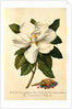 Magnolia Grandiflora by Georg Dionysus Ehret
