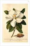 Magnolia Grandiflora by Georg Dionysus Ehret