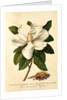Magnolia Grandiflora by Georg Dionysus Ehret