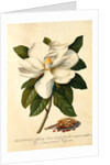Magnolia Grandiflora by Georg Dionysus Ehret