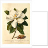 Magnolia Grandiflora by Georg Dionysus Ehret