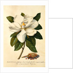 Magnolia Grandiflora by Georg Dionysus Ehret