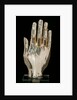 Hand from an Arm Reliquary. Flanders, 13th century by Unknown