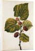 Mulberry by Jacques Le Moyne de Morgues