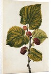 Mulberry by Jacques Le Moyne de Morgues