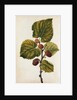 Mulberry by Jacques Le Moyne de Morgues