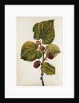 Mulberry by Jacques Le Moyne de Morgues