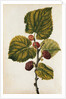 Mulberry by Jacques Le Moyne de Morgues