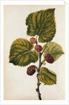 Mulberry by Jacques Le Moyne de Morgues