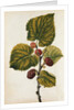 Mulberry by Jacques Le Moyne de Morgues