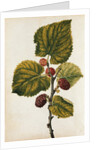 Mulberry by Jacques Le Moyne de Morgues