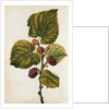 Mulberry by Jacques Le Moyne de Morgues