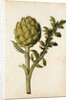 Globe Artichoke by Jacques Le Moyne de Morgues