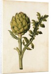 Globe Artichoke by Jacques Le Moyne de Morgues