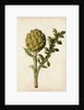 Globe Artichoke by Jacques Le Moyne de Morgues