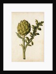 Globe Artichoke by Jacques Le Moyne de Morgues