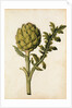 Globe Artichoke by Jacques Le Moyne de Morgues