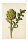 Globe Artichoke by Jacques Le Moyne de Morgues