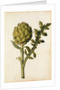 Globe Artichoke by Jacques Le Moyne de Morgues
