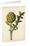 Globe Artichoke by Jacques Le Moyne de Morgues