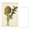 Globe Artichoke by Jacques Le Moyne de Morgues