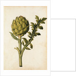 Globe Artichoke by Jacques Le Moyne de Morgues