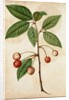 Cherry by Jacques Le Moyne de Morgues