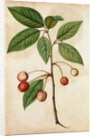 Cherry by Jacques Le Moyne de Morgues