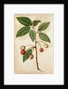 Cherry by Jacques Le Moyne de Morgues