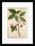 Cherry by Jacques Le Moyne de Morgues