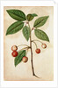 Cherry by Jacques Le Moyne de Morgues