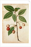 Cherry by Jacques Le Moyne de Morgues