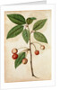 Cherry by Jacques Le Moyne de Morgues