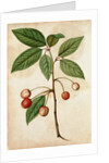 Cherry by Jacques Le Moyne de Morgues