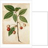 Cherry by Jacques Le Moyne de Morgues