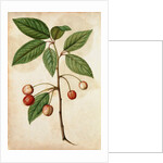 Cherry by Jacques Le Moyne de Morgues