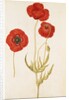 Corn Poppy by Jacques Le Moyne de Morgues