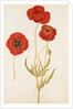 Corn Poppy by Jacques Le Moyne de Morgues