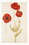Corn Poppy by Jacques Le Moyne de Morgues