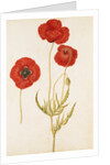 Corn Poppy by Jacques Le Moyne de Morgues