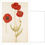 Corn Poppy by Jacques Le Moyne de Morgues