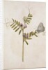 Common Vetch and Black Veined White Butterfly by Jacques Le Moyne de Morgues