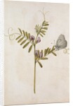 Common Vetch and Black Veined White Butterfly by Jacques Le Moyne de Morgues