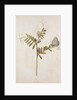 Common Vetch and Black Veined White Butterfly by Jacques Le Moyne de Morgues