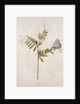 Common Vetch and Black Veined White Butterfly by Jacques Le Moyne de Morgues