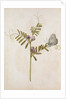 Common Vetch and Black Veined White Butterfly by Jacques Le Moyne de Morgues