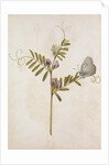 Common Vetch and Black Veined White Butterfly by Jacques Le Moyne de Morgues